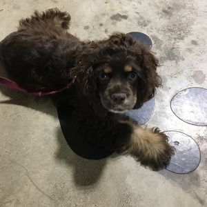 Meet your Posher, Robyn